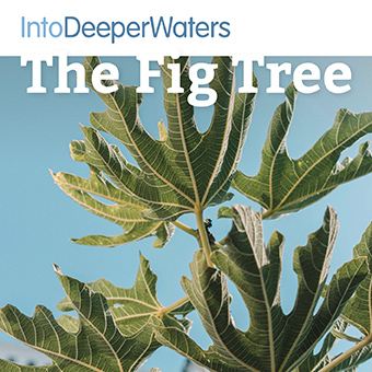 itdw-mp3-artwork72-thefigtree